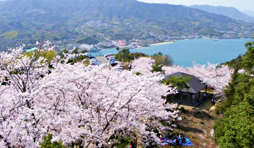 愛媛縣開山公園櫻花