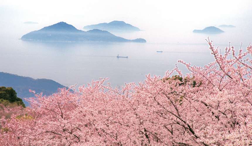 香川縣紫雲出山櫻花