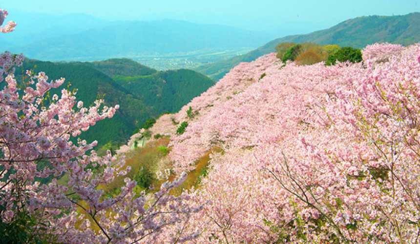 德島縣八百萬神之御殿