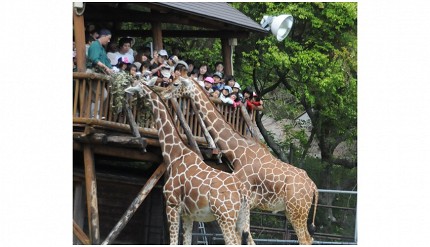 親子旅遊必去推薦四國水族館超另類騎乘海豚好刺激學校泳池養大魟魚的高知縣立野市動物公園的熱帶草原區的餵食長頸鹿實拍
